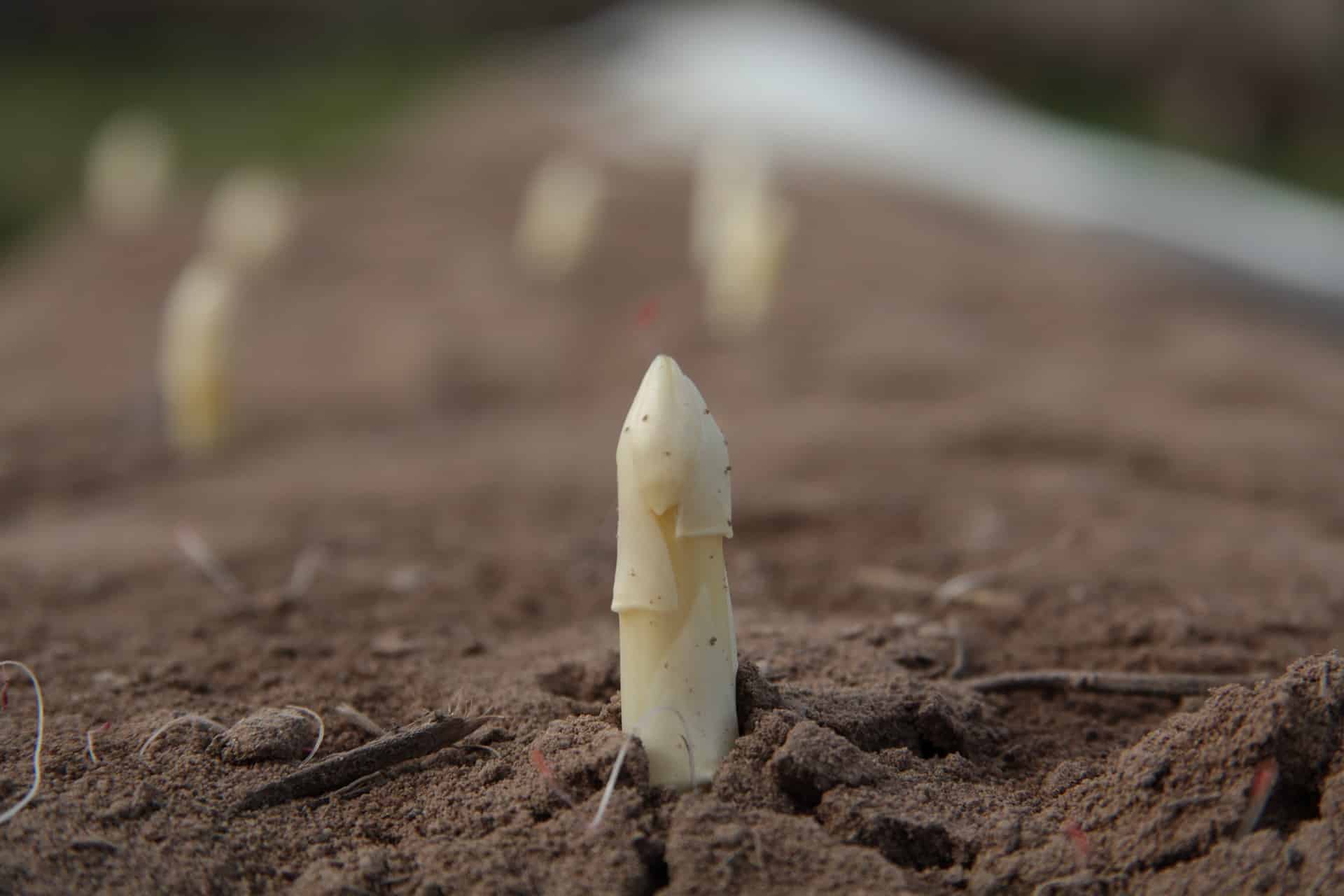 asparagus-4126932 1920