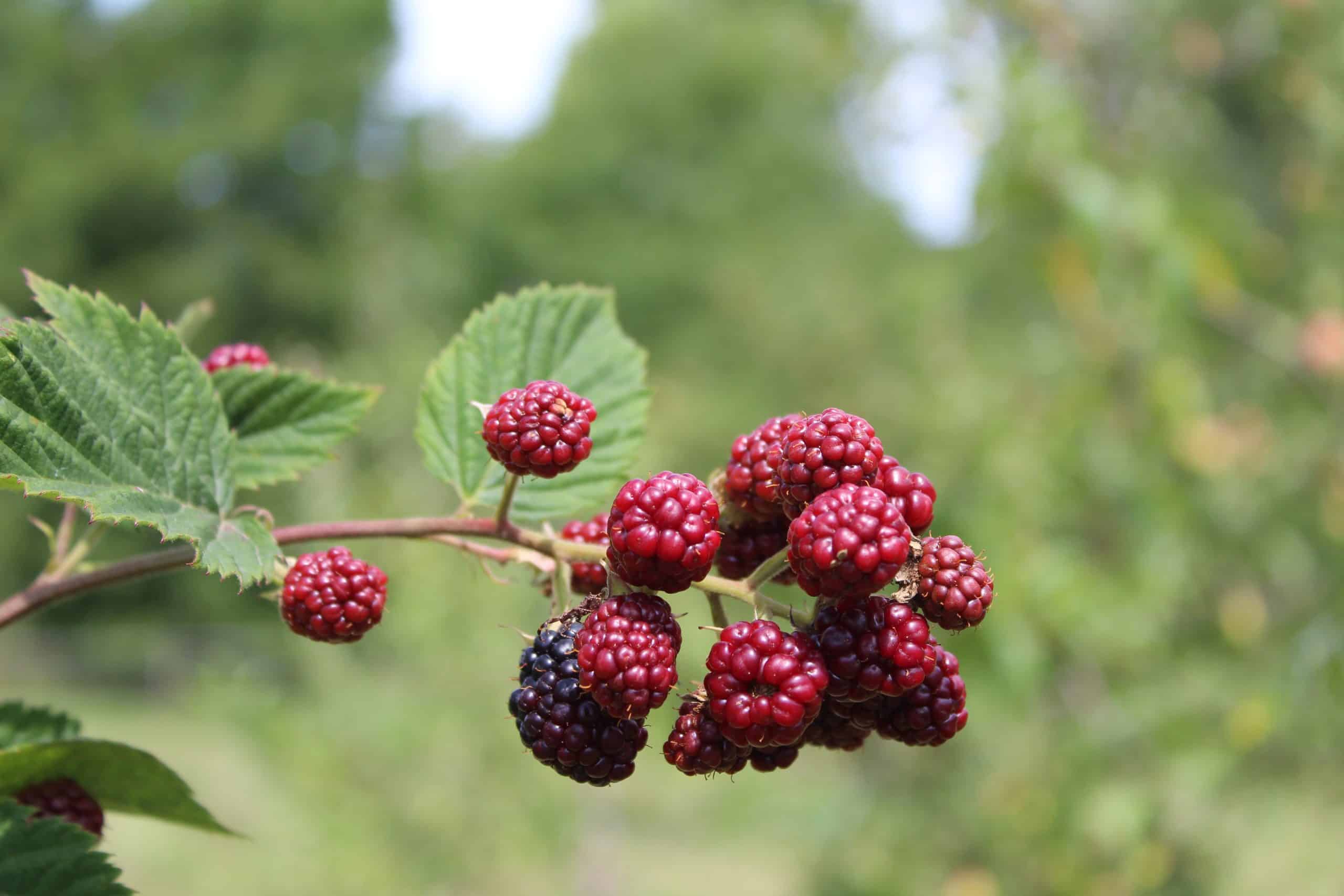 brombeere